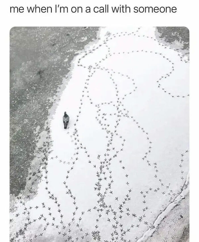 Pigeon standing on snow with erratic footprints, a meme capturing the human experience of distracted phone calls.
