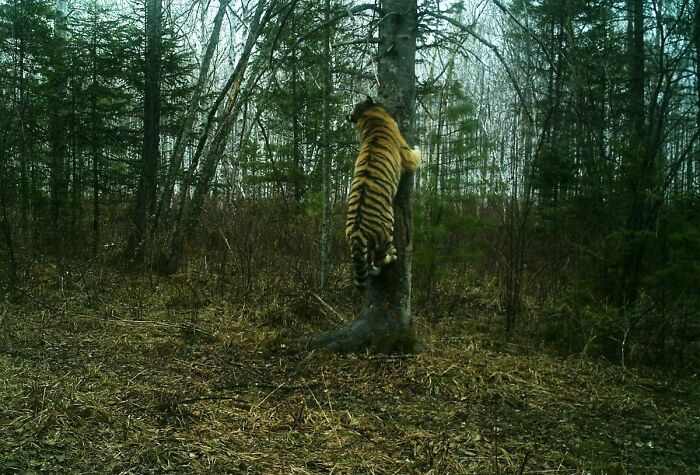 Tiger climbing a tree in the forest, illustrating one of the times animals messed with humans in nature.