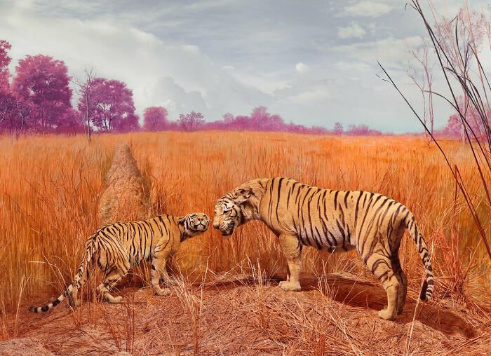 Two tigers in a vibrant natural landscape showcasing beautiful but unsettling visions of the natural world by Jim Naughten.