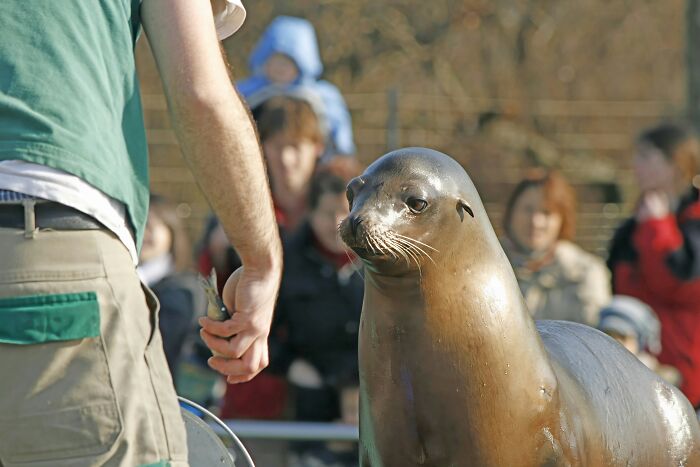 A person feeding a sea lion in a casual setting, illustrating how casual things can actually be deadly.