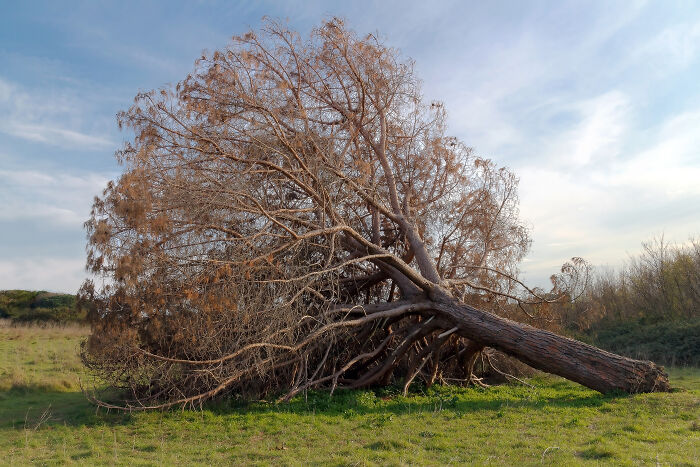 Fallen dead tree lying on grass in an open field, illustrating one of the casual things that can actually be deadly.