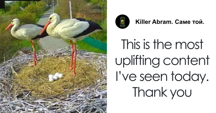 Internet Falls In Love With Ukrainian Storks Caught In A Relationship Scandal