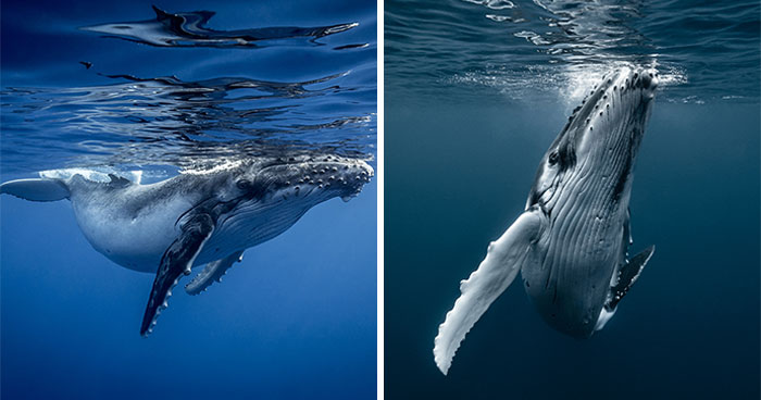 If You Love The Ocean, You Might Want To See These 35 Underwater Photos By Joeva Dachelet