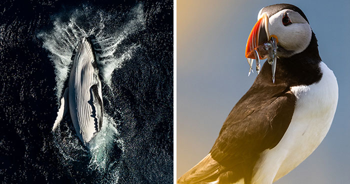 The Photographer Dedicated To Marine Conservation Captured These 30 Captivating Pics