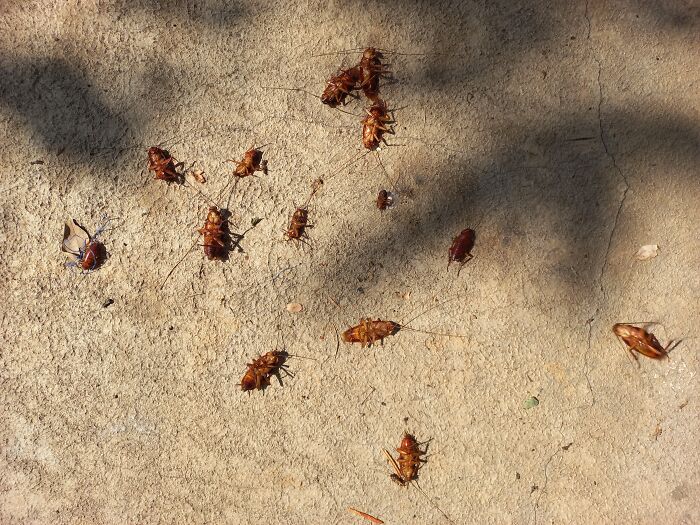 Several dead cockroaches scattered on a c*****d concrete surface illustrating unhealthy living conditions.