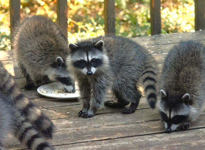 Three raccoons on a wooden deck, one eating from a plate, illustrating wild analogies healthcare workers use.