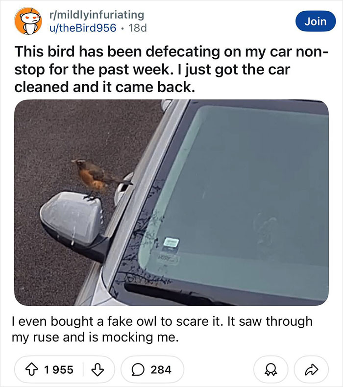 Bird repeatedly defecating on a car despite cleaning attempts, showing a hilarious and frustrating main character moment.