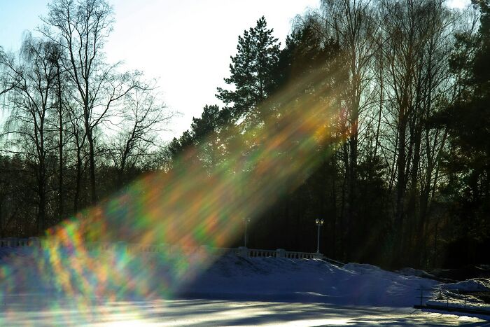 Sunlight creating colorful rays through trees in a forest, illustrating a serene yet eerie atmosphere related to serotonin syndrome.