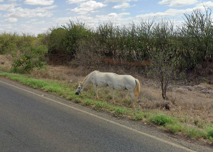 White horse grazing by the roadside with dry bushes in the background, a weird thing on Google Earth caught unexpectedly.