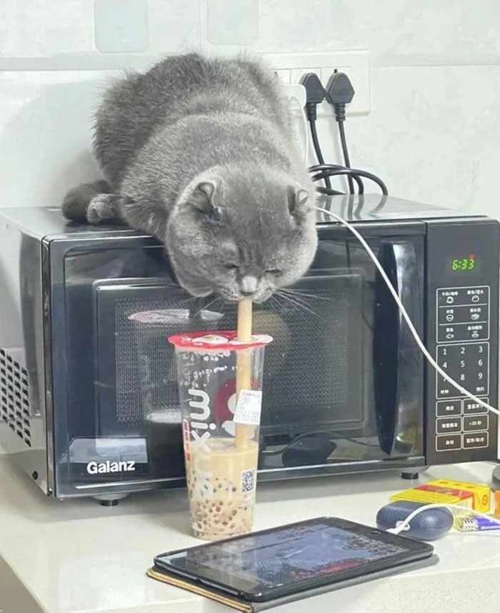Gray cat perched on a microwave, sipping bubble tea through a straw, illustrating cat virus exe malfunction humor.