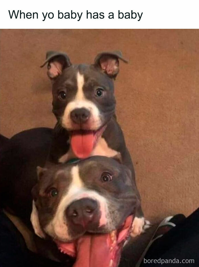 Two happy dogs with tongues out, capturing a wholesome moment perfect for sharing memes with favorite people.