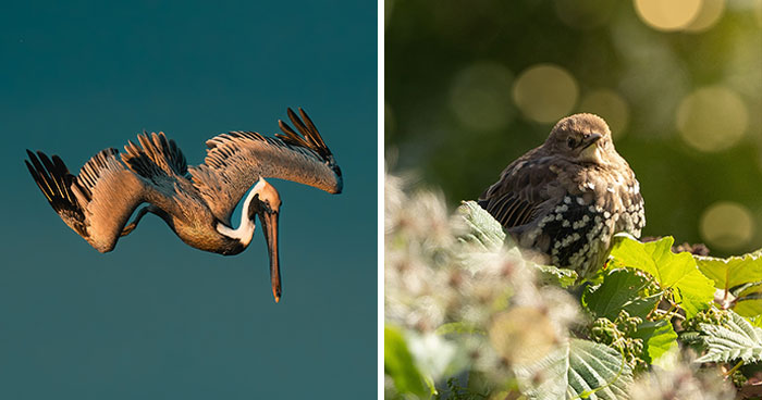 30 Striking Photos Of Wild Birds That Show Just How Majestic Nature Can Be
