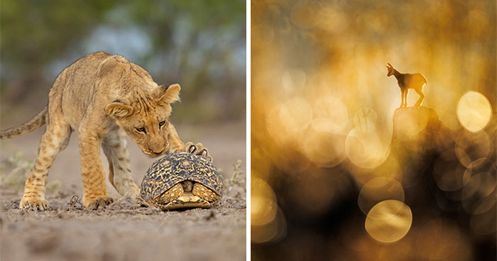 Nature’s Masterpieces: The GDT Photography Competition 2024 Revealed The Winners (20 Pics)