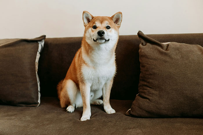 Shiba Inu dog sitting on a brown couch among pillows, illustrating unhinged safety habits shared by women.