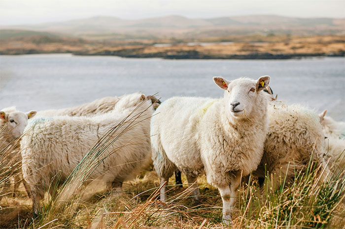 Group of sheep grazing on grassy coastal land with hills and sea in the background, workers at sea share creepy stories context