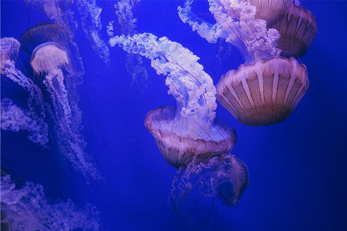 Jellyfish floating in deep blue water, illustrating eerie scenes shared by people who worked at sea.
