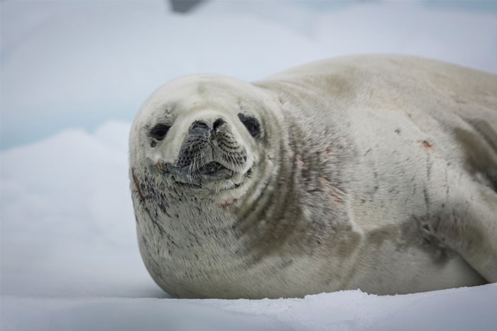 Close-up of a seal resting on ice, evoking eerie moments shared by people who worked at sea witnessing creepy encounters.