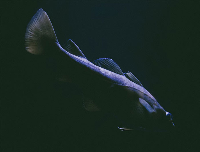 A dark image of a fish underwater representing creepy things witnessed by people who worked at sea.
