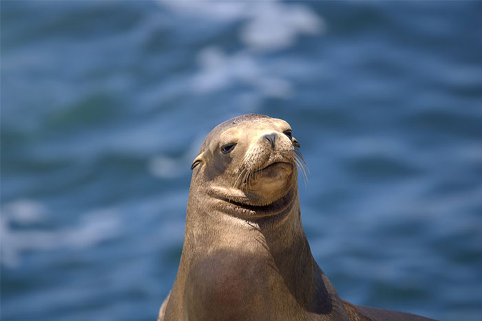 Seal at sea with ocean waves in the background representing creepy things witnessed by people who worked at sea