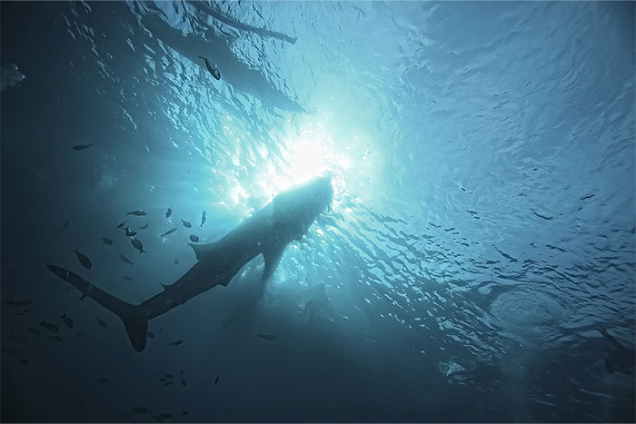 Shark silhouette swimming underwater with sunlight filtering through, illustrating creepy sea encounters witnessed by workers at sea.