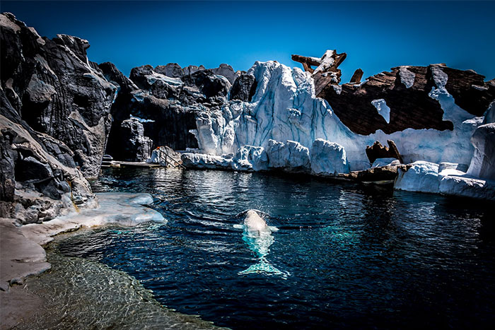 A solitary whale swimming in icy waters surrounded by rocky cliffs, capturing the eerie sea work experience.