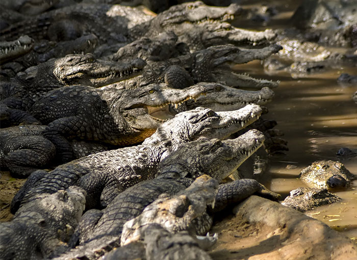 A group of crocodiles resting along a muddy shoreline, evoking creepy sea-related animal encounters.