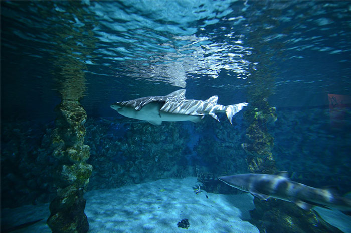 Underwater view of sharks swimming inside a luxurious aquarium, offering a glimpse into the ultra wealthy lifestyle.