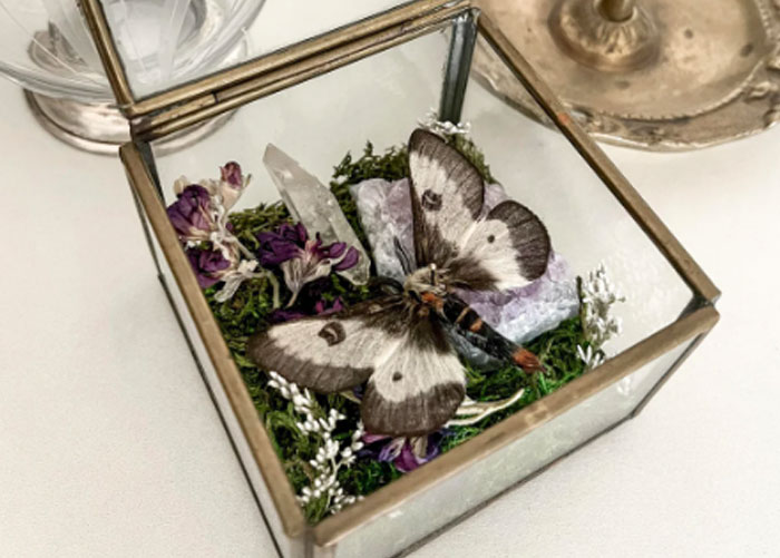 Decorative glass box with a lifelike moth and dried flowers, an example of one of the worst gifts ever received.