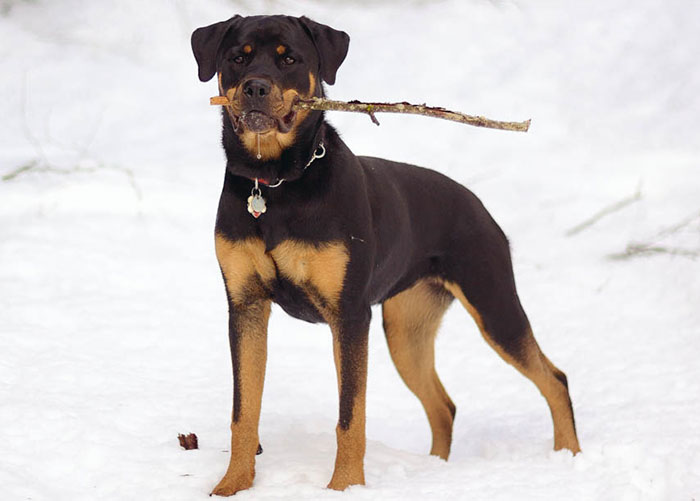 Rottweiler dog standing in snow holding a stick, illustrating one of the worst gifts they’ve ever received.