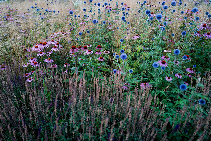 Yard transformed with overgrown weeds and native plants, certified as a wildlife habitat supporting local species.