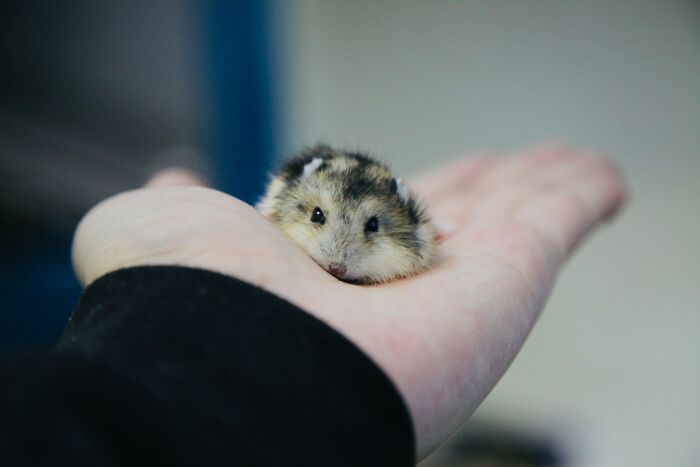 A small hamster resting on a hand, representing unusual and interesting finds shared by doctors and morticians.