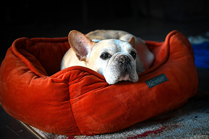 French bulldog resting in a soft red dog bed, highlighting the story of allergic partner and adopted dog conflict.