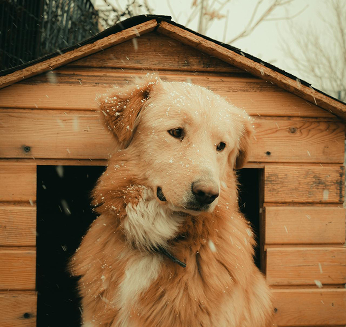Golden retriever with snow on fur sitting outside wooden dog house during winter, highlighting neglected dog concerns and animal control.