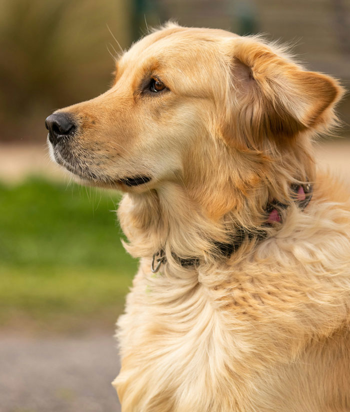 Golden retriever dog sitting calmly outdoors, related to parents throwing a tantrum over kids wanting to ride the dog.