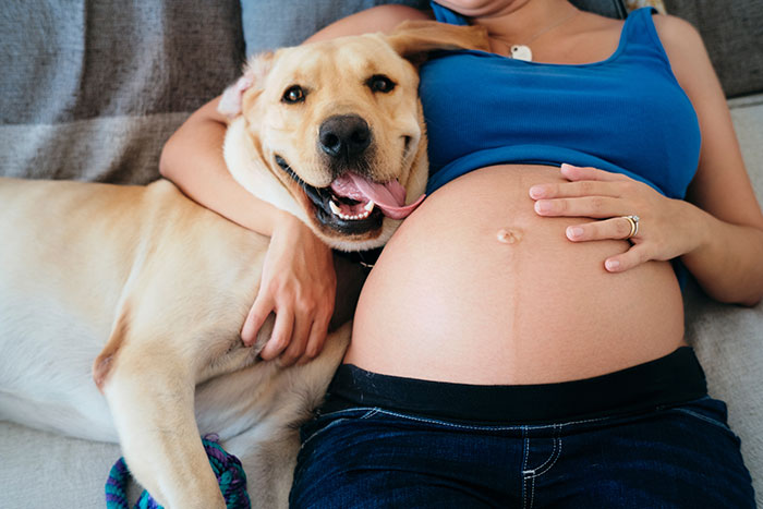 Pregnant woman in a blue top resting with her dog on a couch during a maternity shoot at home. Pregnant woman in a blue top resting with her dog on a couch during a maternity shoot at home.