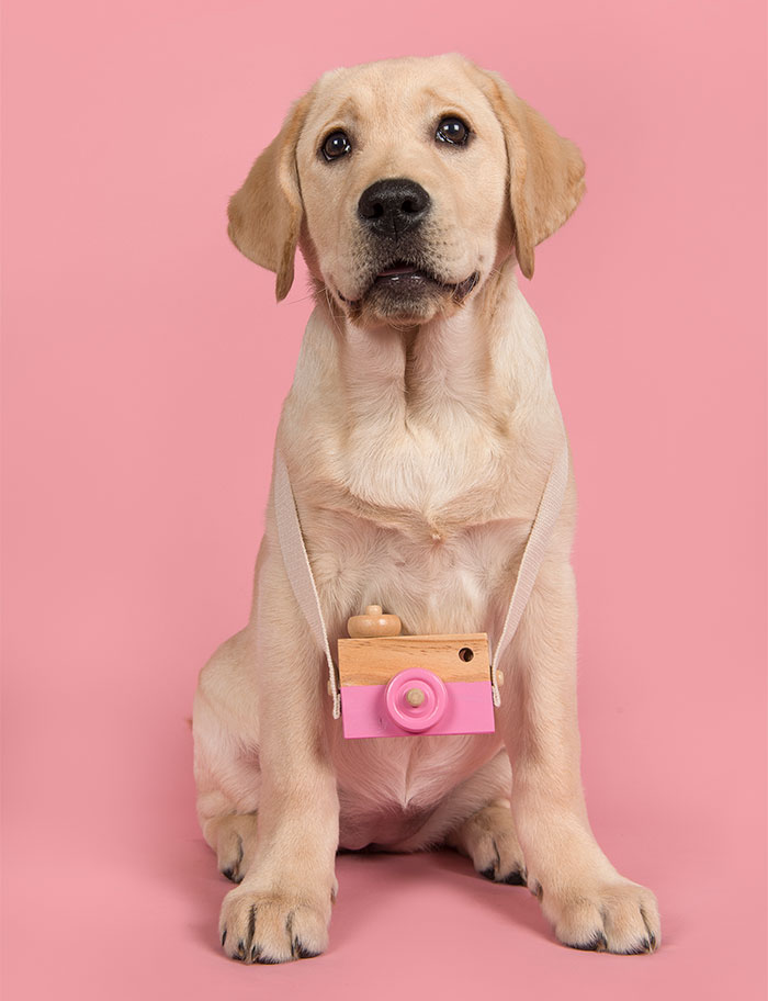 Cute yellow labrador puppy sitting with a toy camera, relating to refusing to lend dog for aesthetic maternity shoot. Cute yellow labrador puppy sitting with a toy camera, relating to refusing to lend dog for aesthetic maternity shoot.