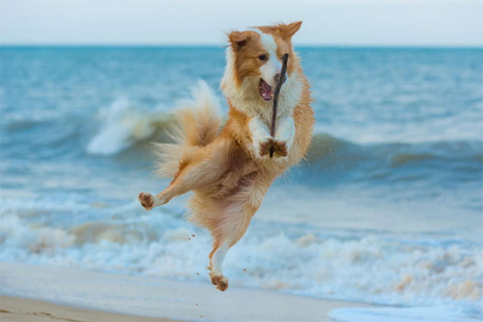 Dog joyfully jumping to catch stick on beach, highlighting refusal to lend dog for sister’s aesthetic maternity shoot. Dog joyfully jumping to catch stick on beach, highlighting refusal to lend dog for sister’s aesthetic maternity shoot.
