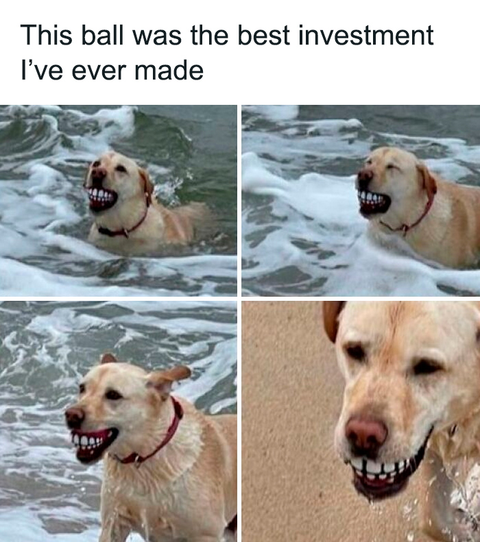 Dog swimming in the ocean with a funny ball in its mouth showing large teeth, capturing sarcasm humor meme.