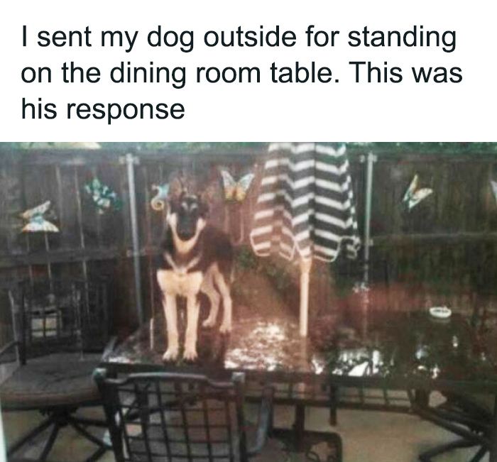 Dog standing defiantly on outdoor dining table as a sarcastic response, illustrating fluent sarcasm in everyday life.