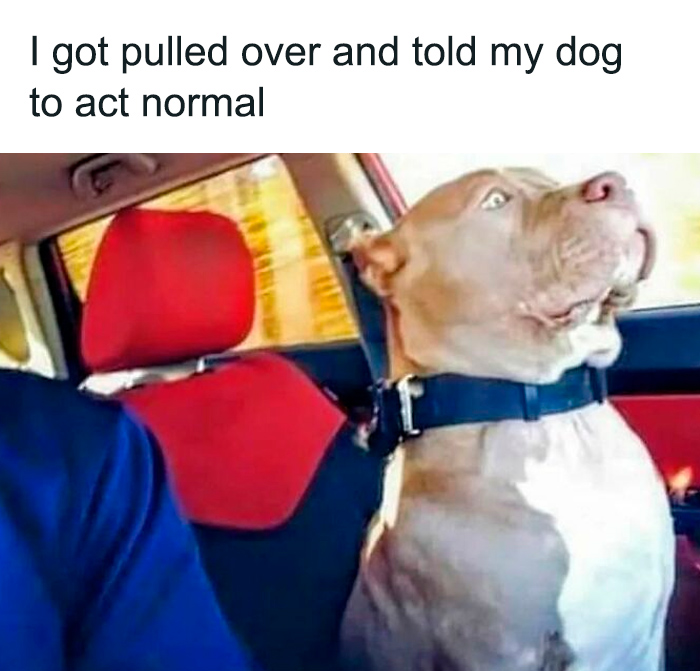 Sarcasm meme showing a dog looking startled in a car with text about being told to act normal during a traffic stop.