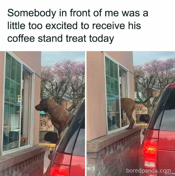 Doggo memes showing a dog excitedly leaning out of a car window to get a coffee stand treat.