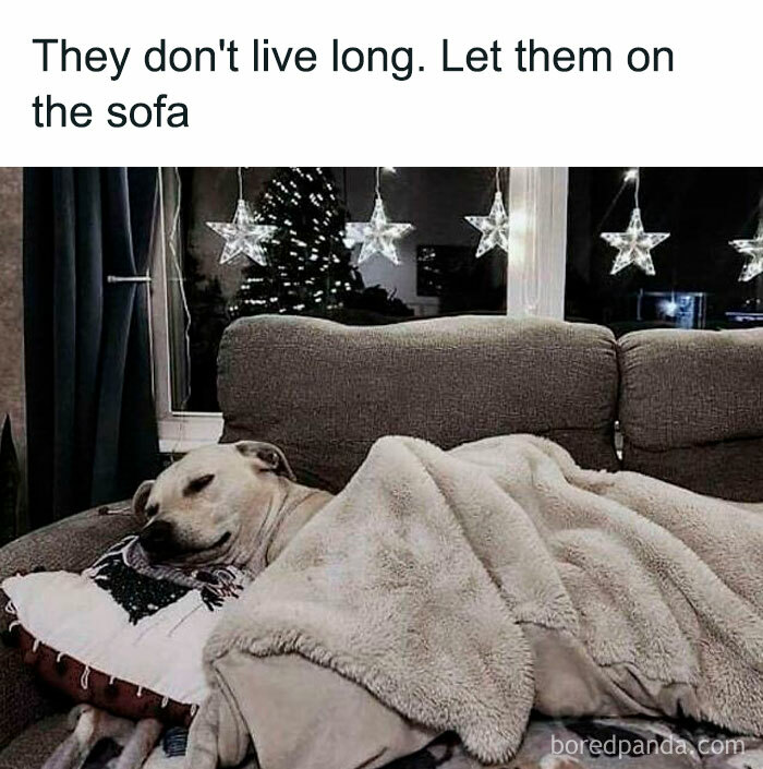 Sleeping dog covered with a blanket on a sofa beside star-shaped lights, a wholesome doggo memes moment.