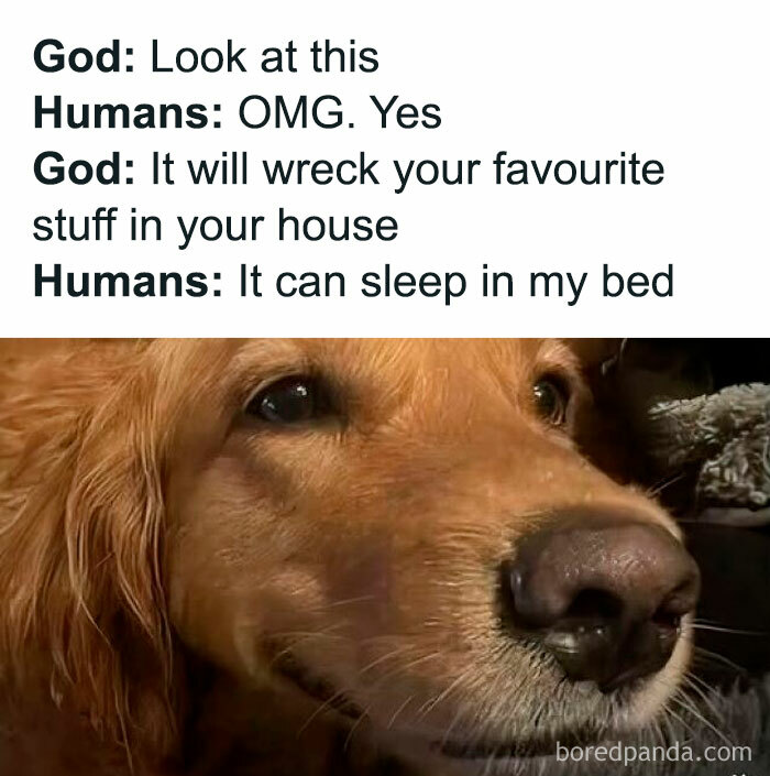 Close-up of a golden retriever with a caption about dogs wrecking stuff but sleeping in beds, featured in doggo memes.