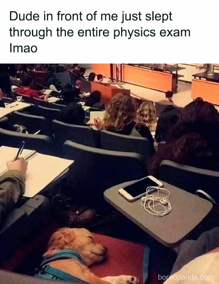 Student sleeping in a lecture hall with a dog resting nearby, a relatable doggo meme from wholesome pupper content.