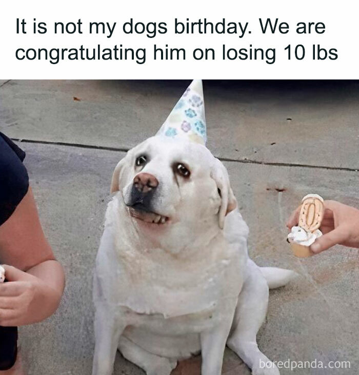 White dog wearing a party hat sitting on pavement with two people holding small cupcakes in doggo memes style.