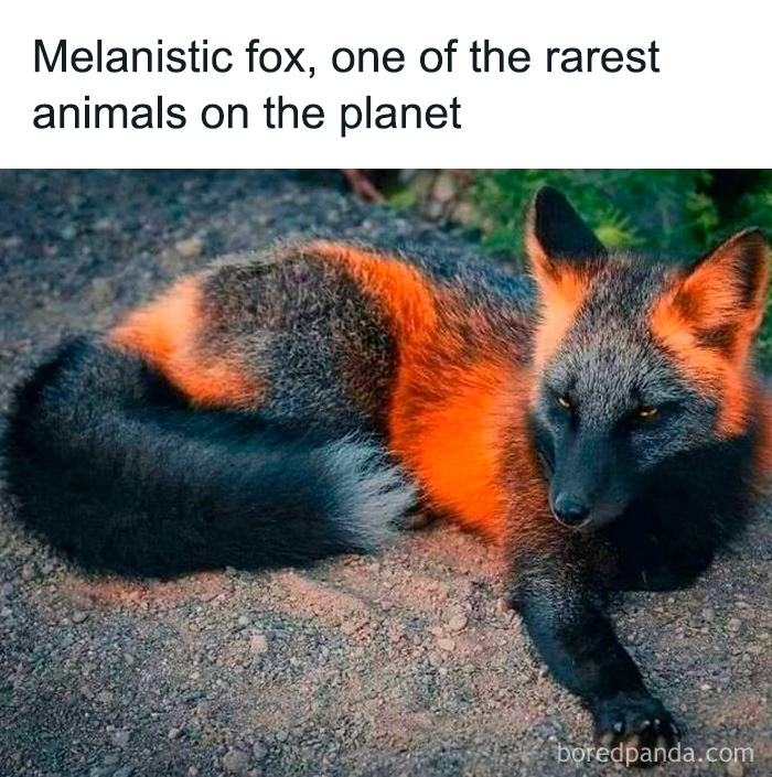 Melanistic fox resting on ground showcasing rare animal features, one of the most amazing secret facts in nature.