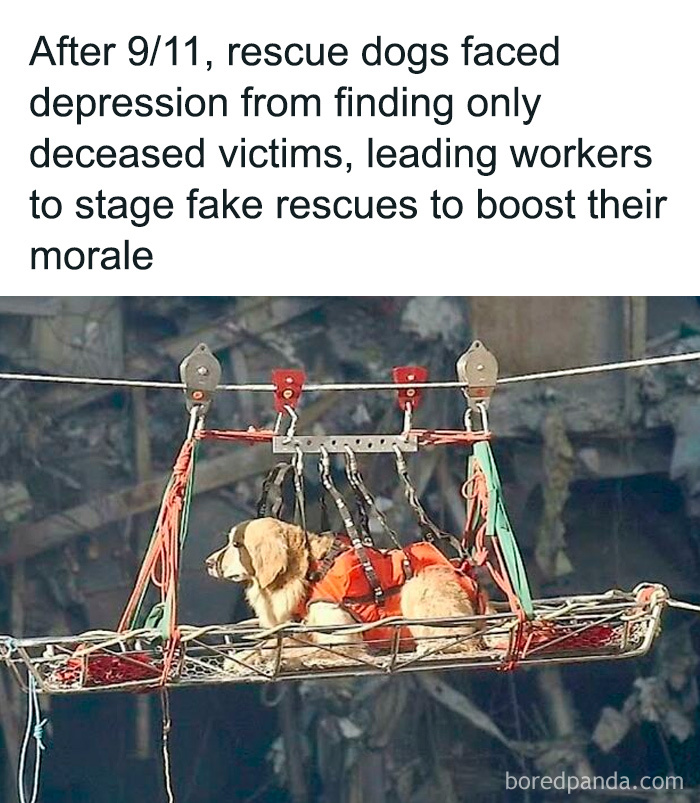 Rescue dog in a harness being lifted on a stretcher during staged exercises after 9/11 to boost morale and recovery efforts.