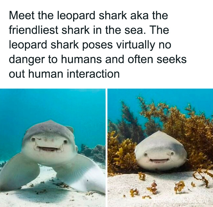 Leopard shark known as the friendliest shark, posing no danger and seeking human interaction underwater.