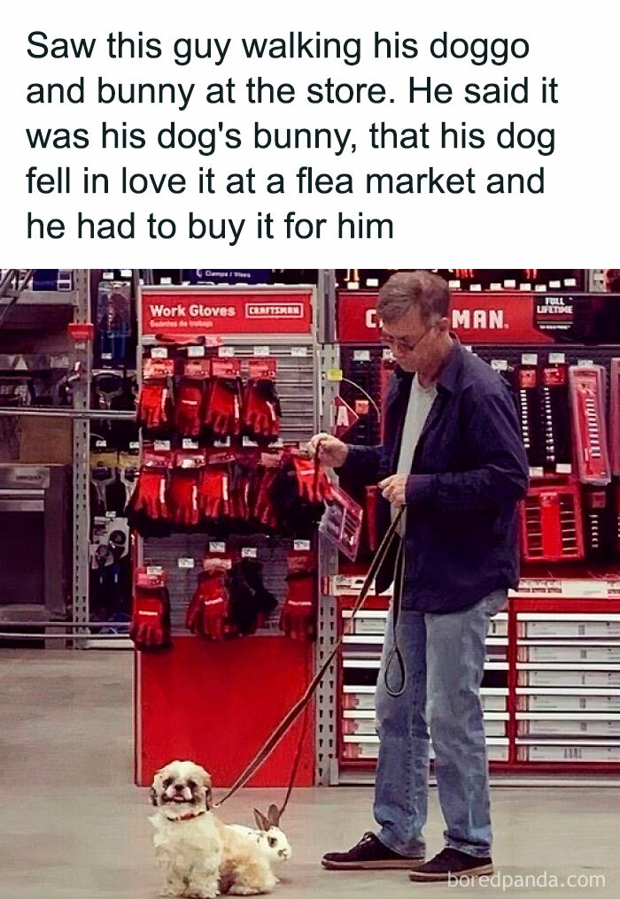 Man walking his doggo and a bunny on a leash inside a store, sharing a wholesome doggo meme moment from online group.