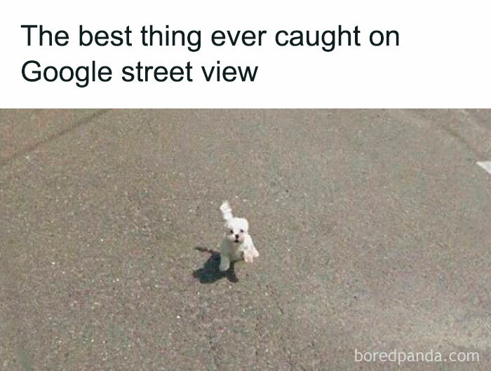 Small white dog captured running toward the camera on a street, a popular image for doggo memes and wholesome pupper content.